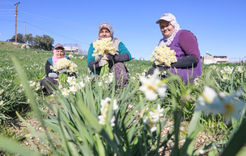 Mersin Büyükşehirden Tarsus’ta Nergis Soğanı Dağıtımını Destekliyor