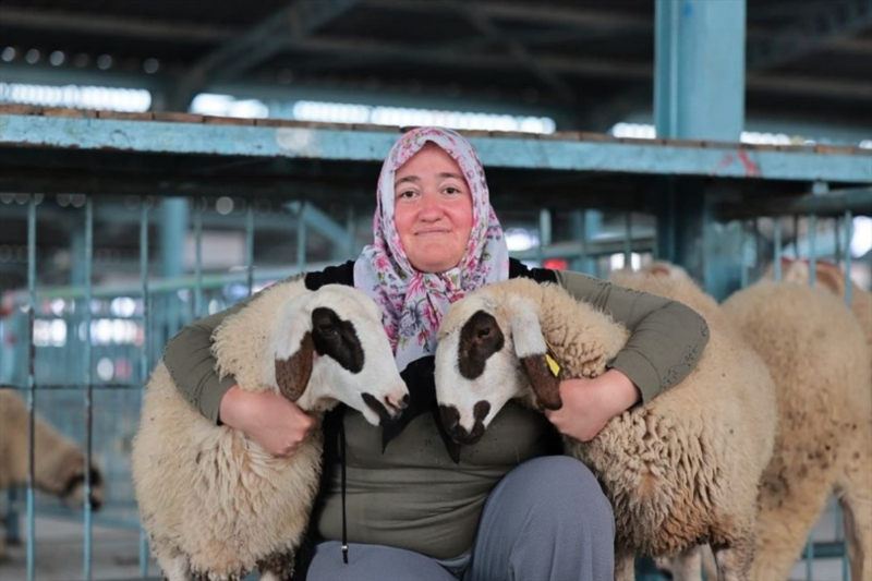 Denizli Büyükşehir 572 üreticiye koyun-koç desteği verdi