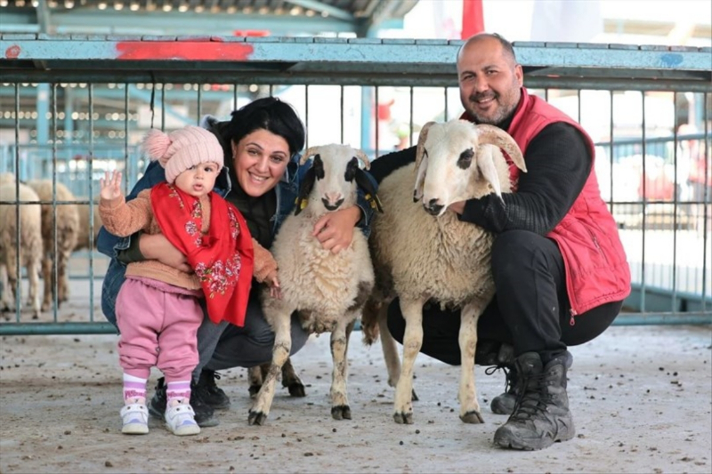 Denizli Büyükşehir 572 üreticiye koyun-koç desteği verdi