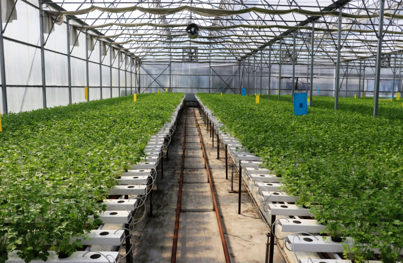 Samsun’da Su Kültürü ile Maydanoz Veriminde Rekor Artış