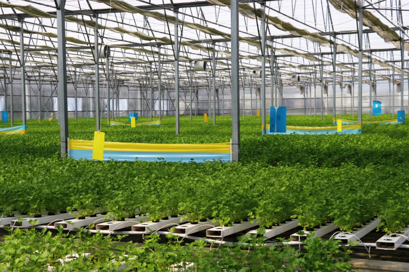 Samsun’da Su Kültürü ile Maydanoz Veriminde Rekor Artış