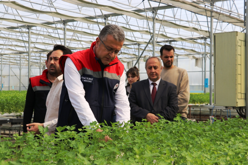 Samsun’da Su Kültürü ile Maydanoz Veriminde Rekor Artış