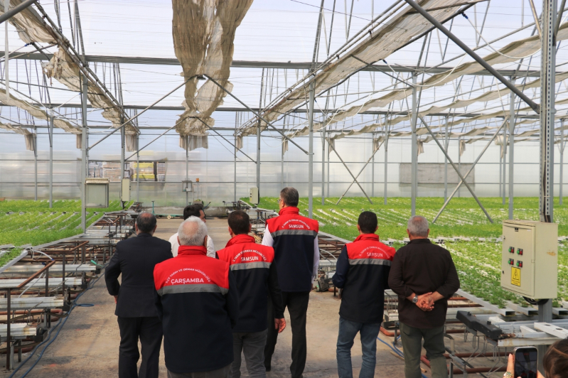 Samsun’da Su Kültürü ile Maydanoz Veriminde Rekor Artış