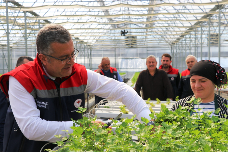 Samsun’da Su Kültürü ile Maydanoz Veriminde Rekor Artış