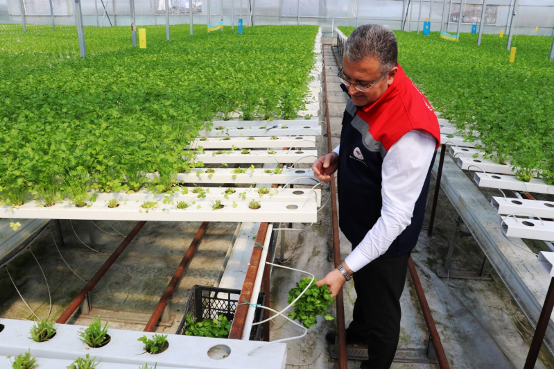 Samsun’da Su Kültürü ile Maydanoz Veriminde Rekor Artış