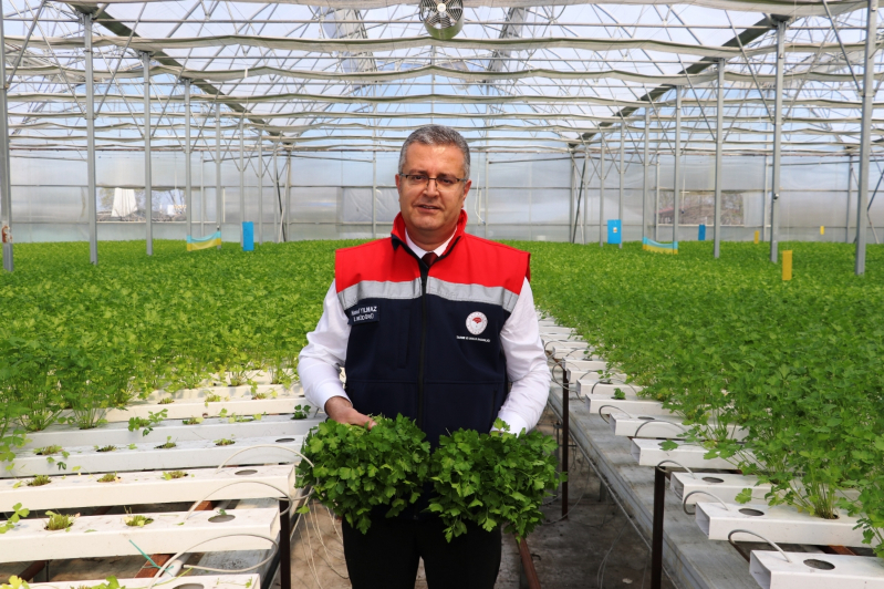 Samsun’da Su Kültürü ile Maydanoz Veriminde Rekor Artış