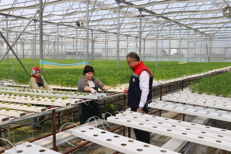 Samsun’da Su Kültürü ile Maydanoz Veriminde Rekor Artış