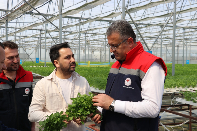 Samsun’da Su Kültürü ile Maydanoz Veriminde Rekor Artış