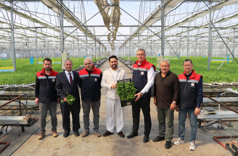 Samsun’da Su Kültürü ile Maydanoz Veriminde Rekor Artış