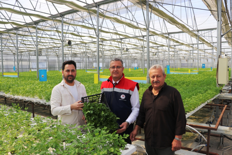 Samsun’da Su Kültürü ile Maydanoz Veriminde Rekor Artış