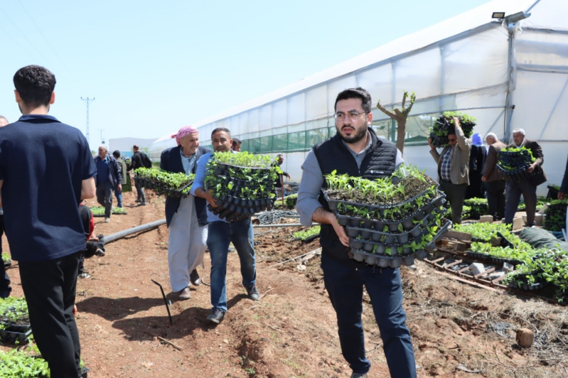 Şanlıurfa Büyükşehir 1 Milyon Fideyi Ücretsiz Dağıttı