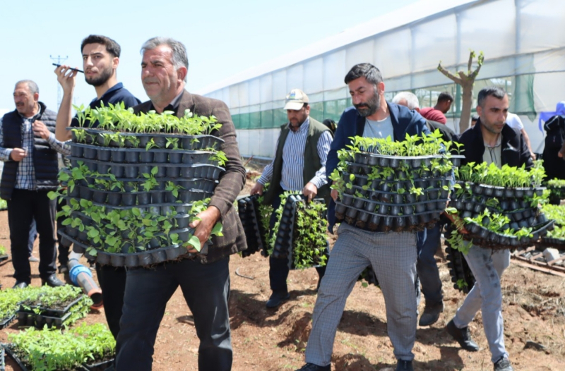 Şanlıurfa Büyükşehir 1 Milyon Fideyi Ücretsiz Dağıttı