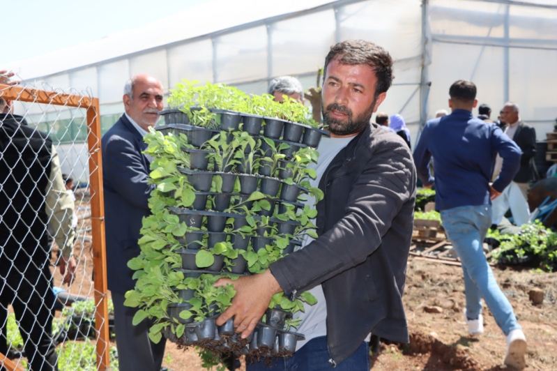 Şanlıurfa Büyükşehir 1 Milyon Fideyi Ücretsiz Dağıttı