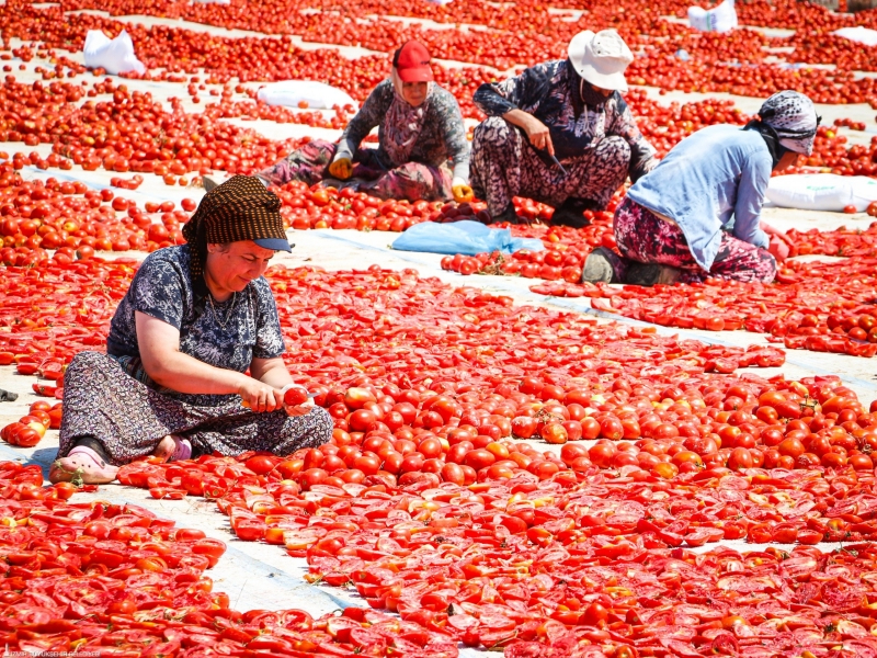 Torbalı’da Kuru Domates Hasadı: Tarladan İhracata Uzanan Emek