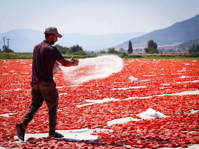 Torbalı’da Kuru Domates Hasadı: Tarladan İhracata Uzanan Emek