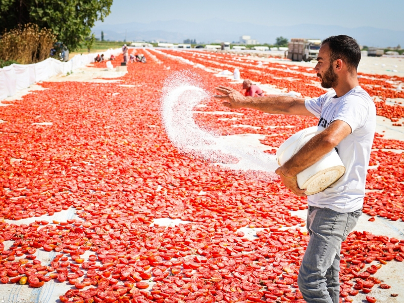 Torbalı’da Kuru Domates Hasadı: Tarladan İhracata Uzanan Emek