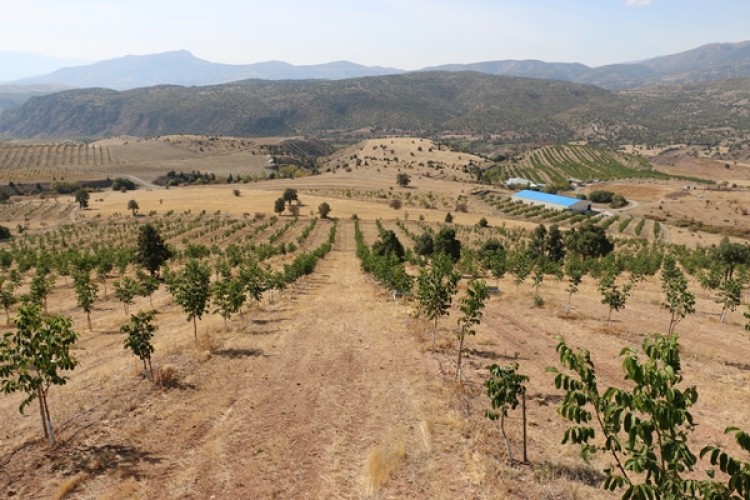 Erzincan'da Ceviz Üretimi Her Geçen Gün Artıyor