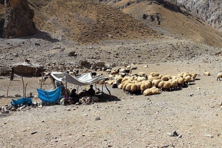 Hakkari'de 1 ayda 201 hayvan şarbon nedeniyle öldü