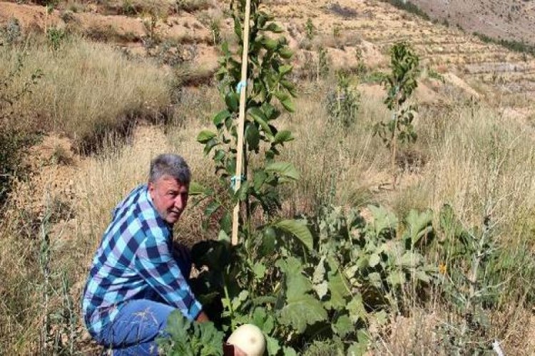 Hibe alamayınca kızdı; ceviz bahçesine kabak ekti