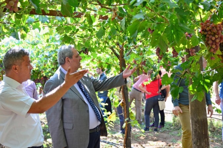 Bağlarda Salkım Güvesine Karşı Biyoteknik Mücadele Edilecek