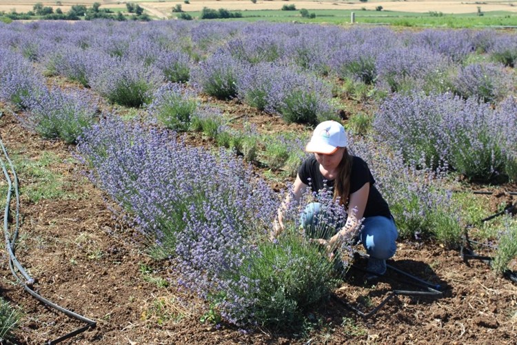 Lüleburgaz'da Lavanta Hasadı Başladı