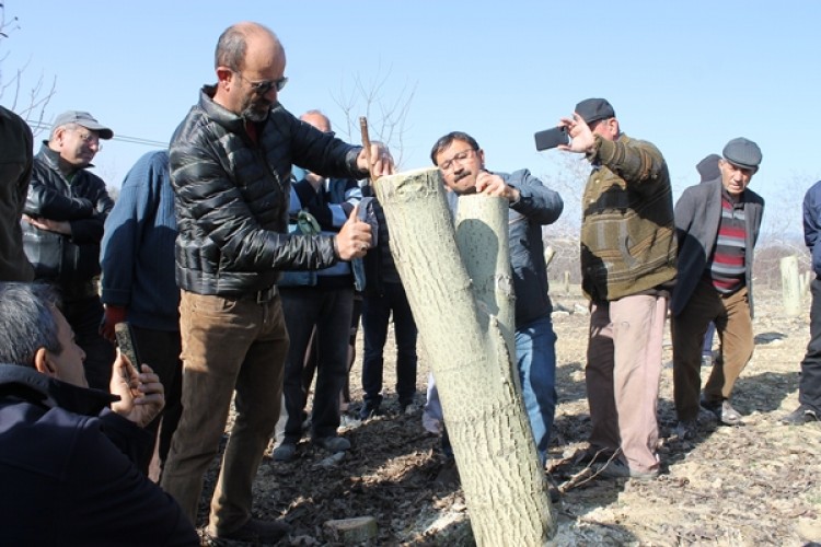 Uşak’ta Üreticilere "Meyve Ağaçlarında Aşılama" Kursu Verilecek