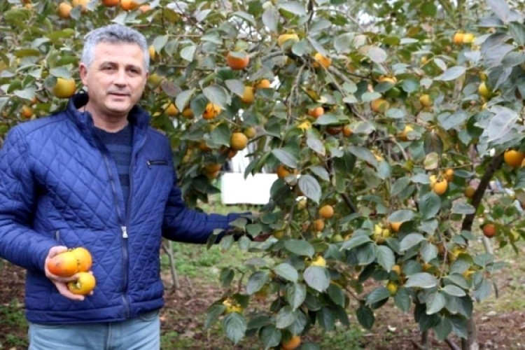 İsmi Trabzon Hurması Ama En Çok Başka Yerlerde Üretiliyor