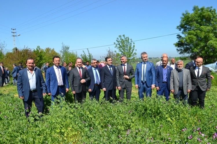 Kaba yem olarak yem bezelyesi, hem süt hem de et verimine büyük katkı sağlamaktadır