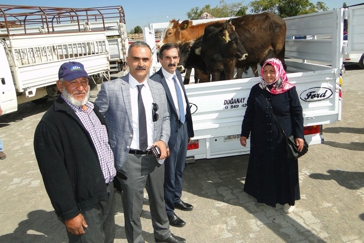 Malatya'da Genç Çiftçilere İlk Parti 190 Büyükbaş Hayvan Dağıtımı Yapıldı