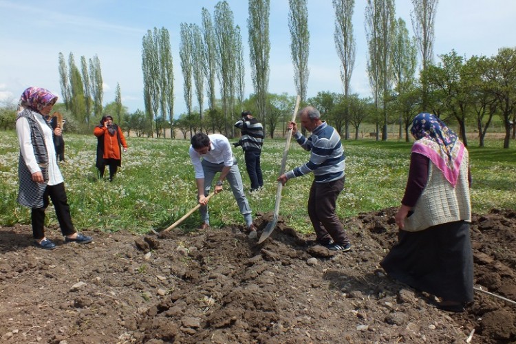 İçi Dışı Kırmızı Elma Fidanları Toprakla Buluştu