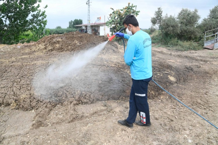 Akdeniz Meyve Sineği zararlısına karşı mücadele kararlılıkla sürdürüyor