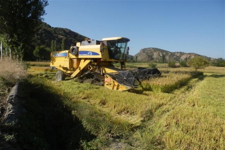 Tosya’da Çeltikte Beklenen Rekolte 6 Bin 500 Ton