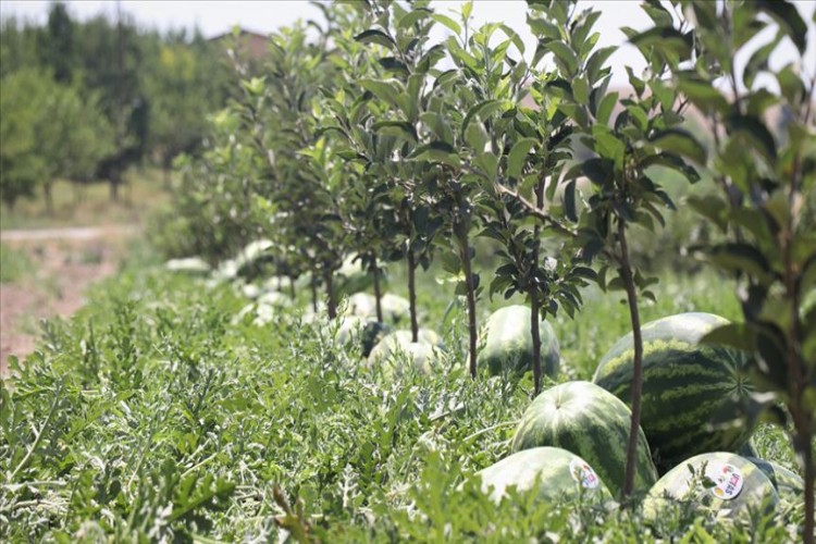 Atıl Durumdaki Araziden 600 Ton Karpuz Hasat Edilecek