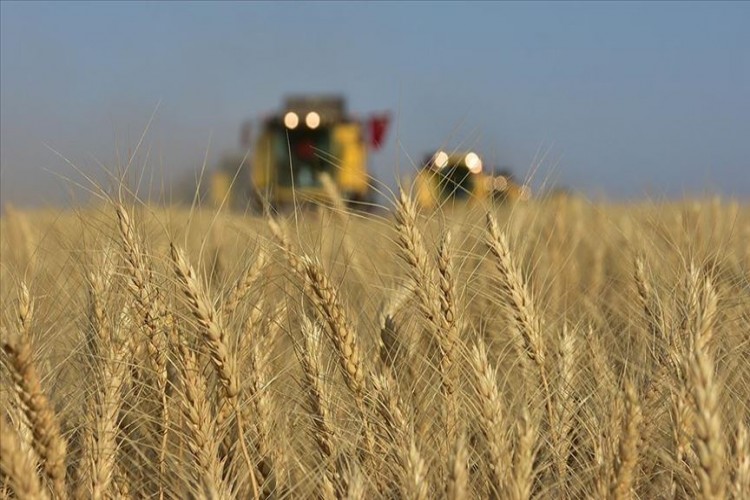 Buğday Üretiminde Artış Bekleniyor