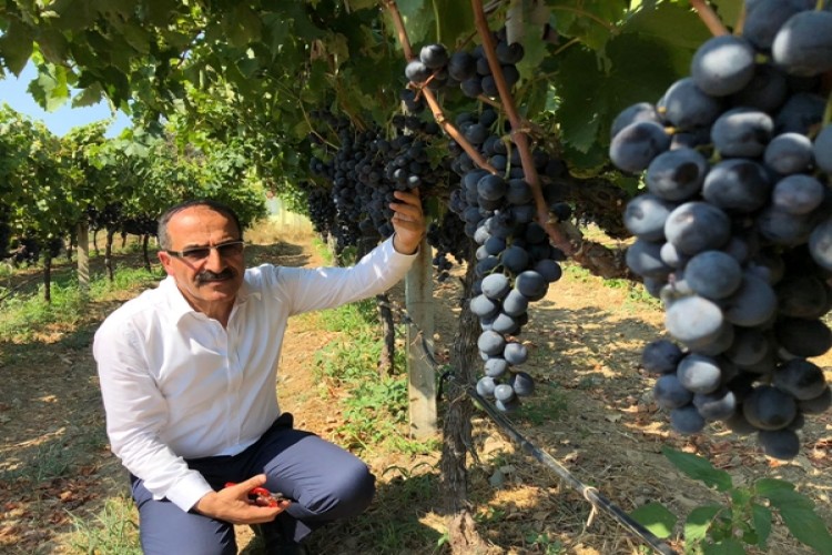 Diyabet Hastalarının Gözdesi Superior Seedless Çeşidi Sofralık Üzüm İhracat Yolcusu