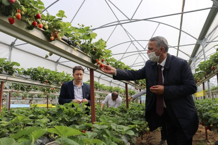 Karadeniz’in En Büyük Topraksız Çilek Bahçesinde Hasat Etkinliği