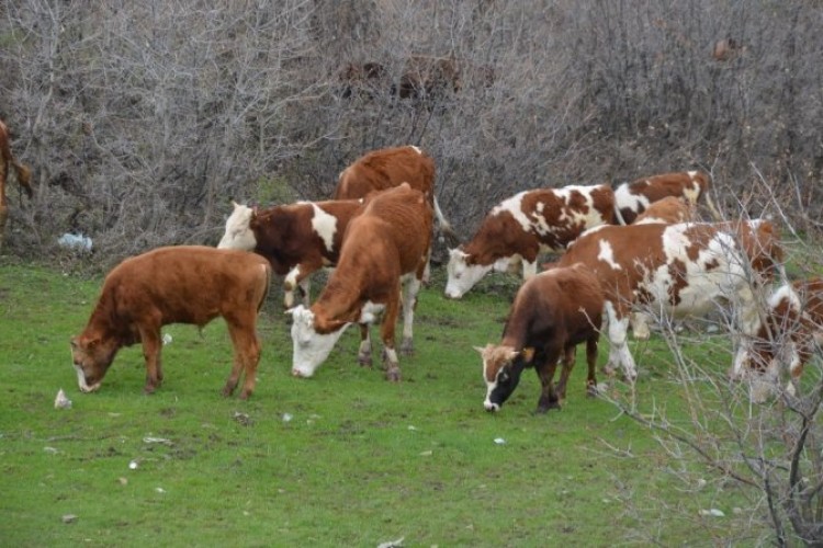 Yayla Yasağı Kalkınca Göçerler Büyükbaş Hayvancılığa Başladı