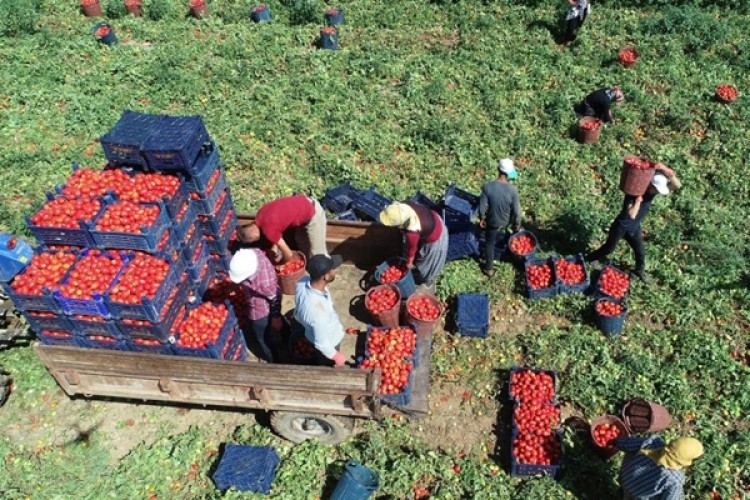 Salgının faturası tarlaya kesildi