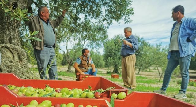 Akhisar’ın Binlerce Yıllık Geleneği Zeytin Hasadı Başladı