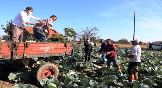 Bafra Ovası'nda lahana hasadı başladı