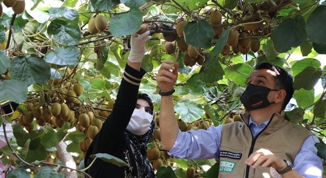 Bakan Pakdemirli Yalova'daki Kivi Hasadını Başlattı