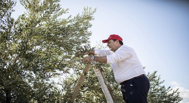 Başkan Dutlulu, zeytin hasadı yaptı