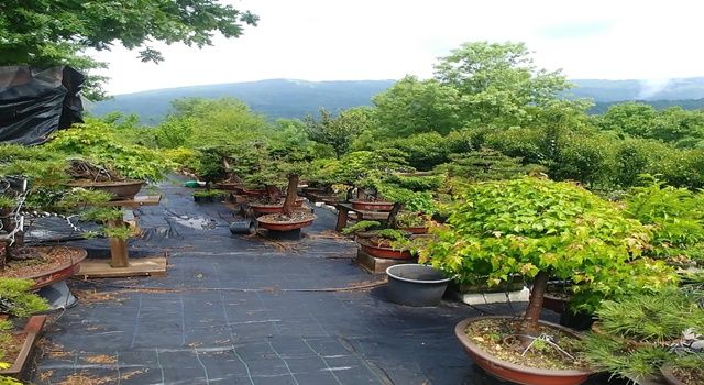 Bonsai Müzesi Yalova’yı Dünyaya Tanıtabilir