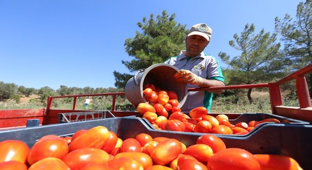 Buca’nın ürünleri 1.458 mutfağa bereket oldu