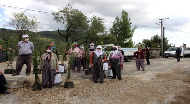 Büyükşehir Manavgat’ta defne fidanı yardımı yapıldı