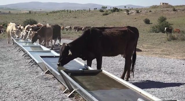 Büyükşehir'den Kırsala Hayvancılık Desteği