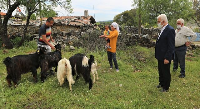 Büyükşehir’den Yetiştiriclere 300 Kıl Keçisi desteği