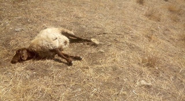 Çoban uyuya kalınca kurtlar sürüye saldırdı: 30 koyun telef, 50'si kayıp