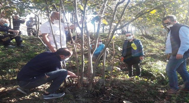 Fındık’ta Budama Eğitimleri Devam Ediyor