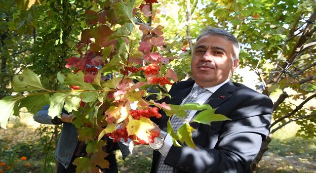 İl Müdürü Şahin gilaburu hasadına katıldı